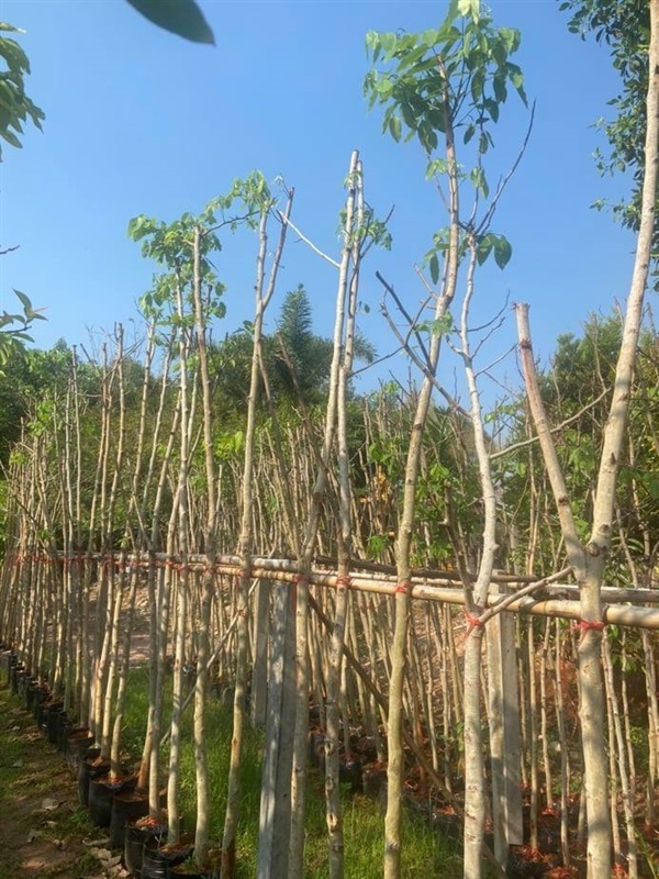 คูน | สวน สุทธิยากร พันธุ์ไม้ - แก่งคอย สระบุรี