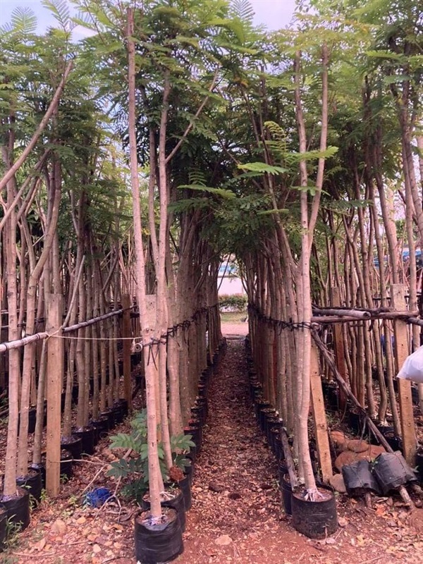 นนทรี | สวน สุทธิยากร พันธุ์ไม้ - แก่งคอย สระบุรี