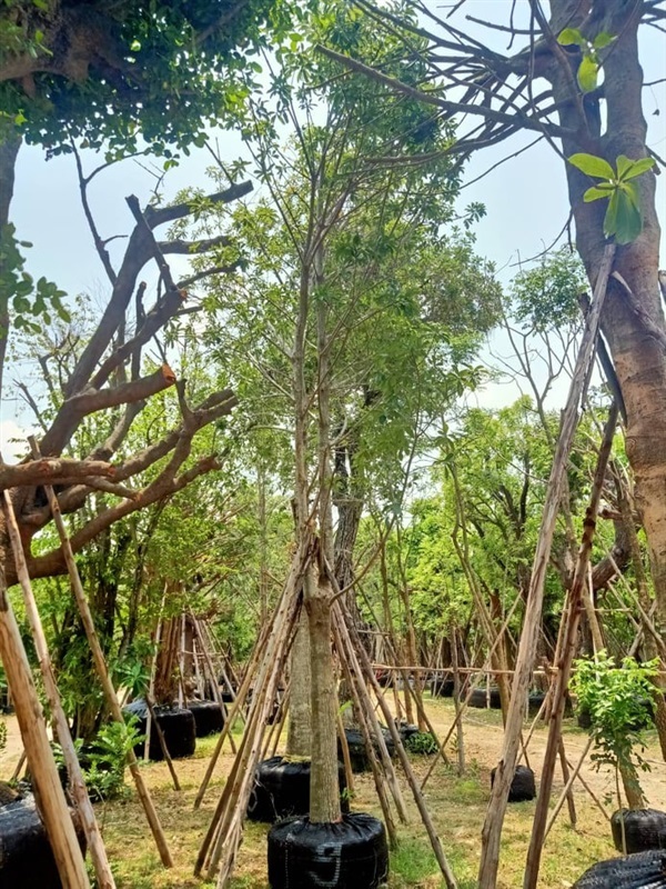 สาละ | สวน สุทธิยากร พันธุ์ไม้ - แก่งคอย สระบุรี