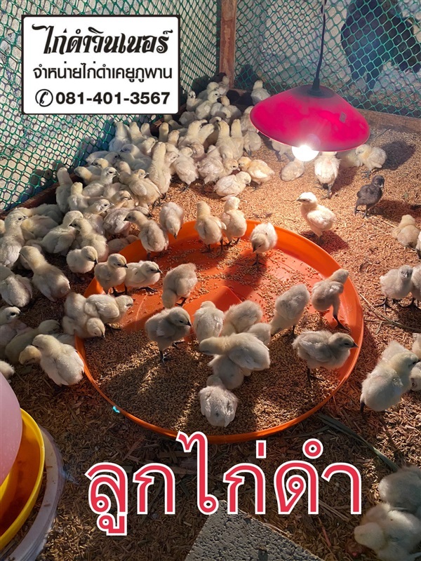 ลูกไก่ดำ | พรหมหินอ่อน - พรานกระต่าย กำแพงเพชร