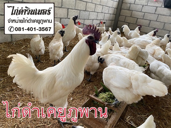 ไก่ดำ | พรหมหินอ่อน - พรานกระต่าย กำแพงเพชร