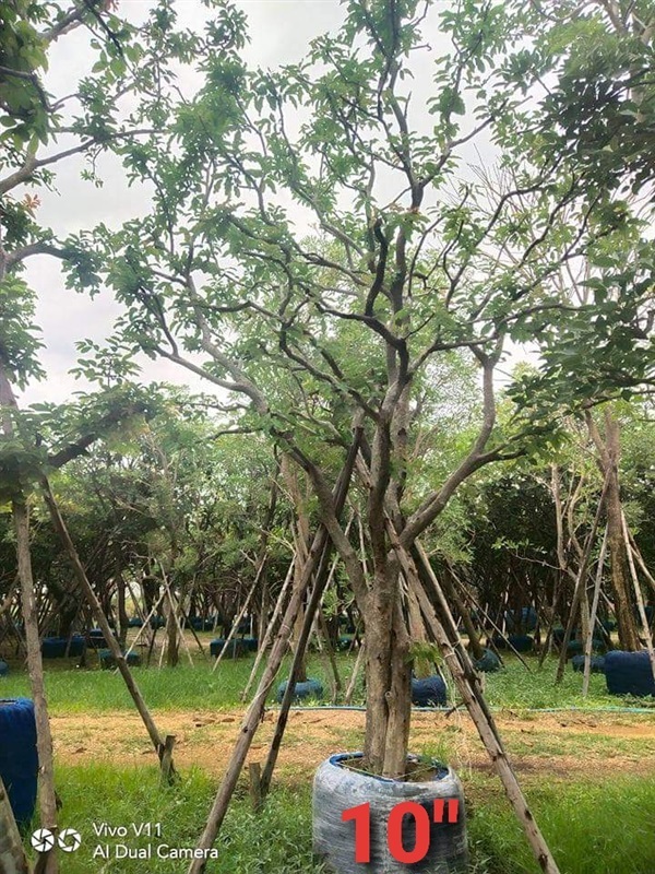 ต้นตะแบก 10" | สวนรุ่งเรือง  ไม้ล้อม -  ปทุมธานี