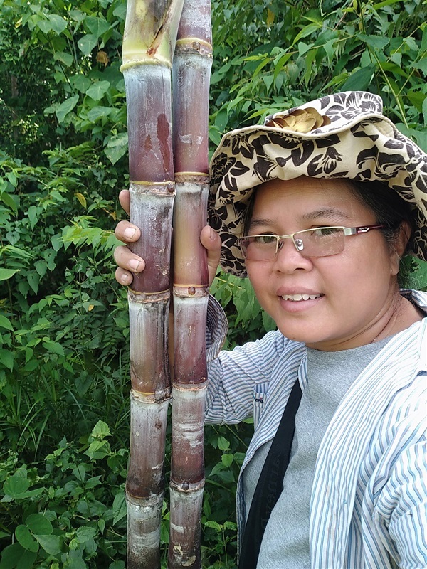 อ้อยแดงยักษ์ | เมล็ดพันธุ์ดี เกษตรวิถีไทย - เมืองระยอง ระยอง