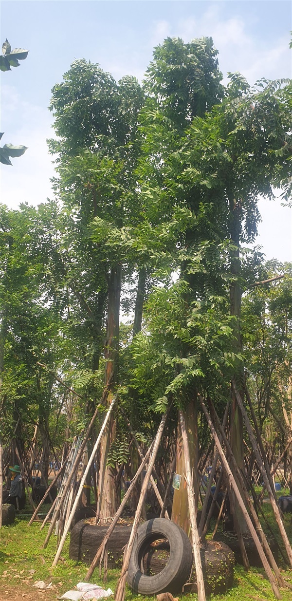 ต้นยูคาลิปตัสสีรุ้ง | สวนสังเวียน ไม้ล้อม -  ปทุมธานี