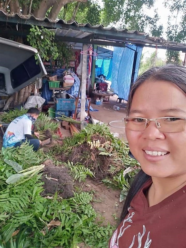 ขายพันธุ์ผักกูด | เมล็ดพันธุ์ดี เกษตรวิถีไทย - เมืองระยอง ระยอง