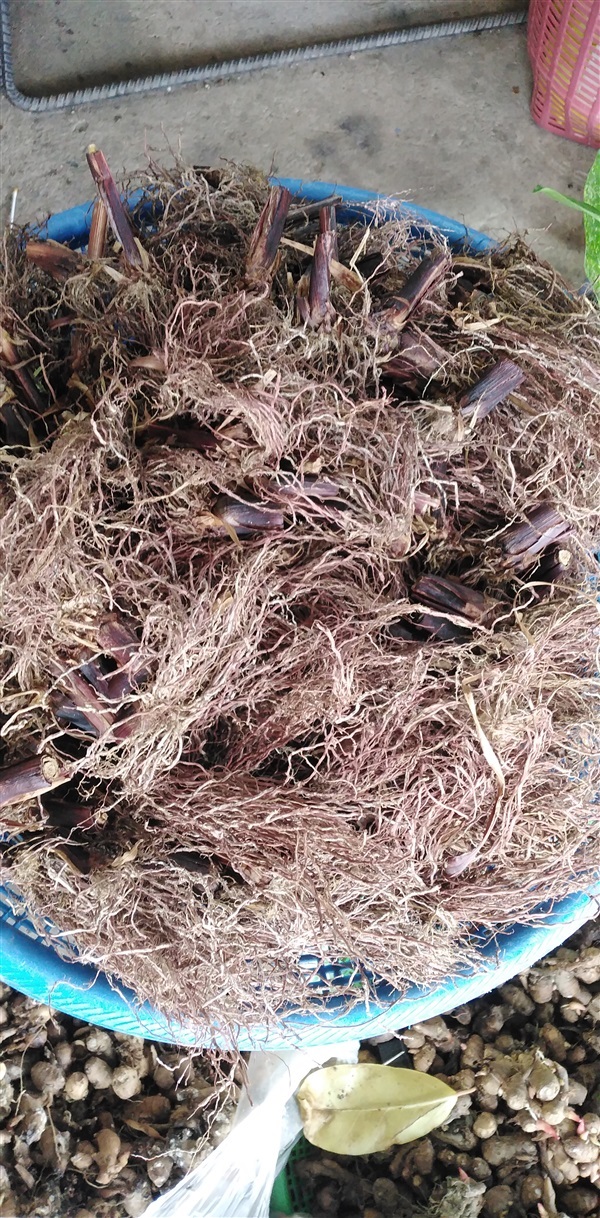 ขายสมุนไพรรากหญ้าตะกรับ | เมล็ดพันธุ์ดี เกษตรวิถีไทย - เมืองระยอง ระยอง