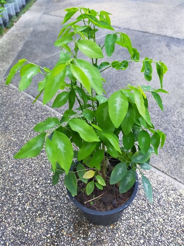 ต้นผักหวานบ้าน | เรืองกิจ - เมืองนนทบุรี นนทบุรี