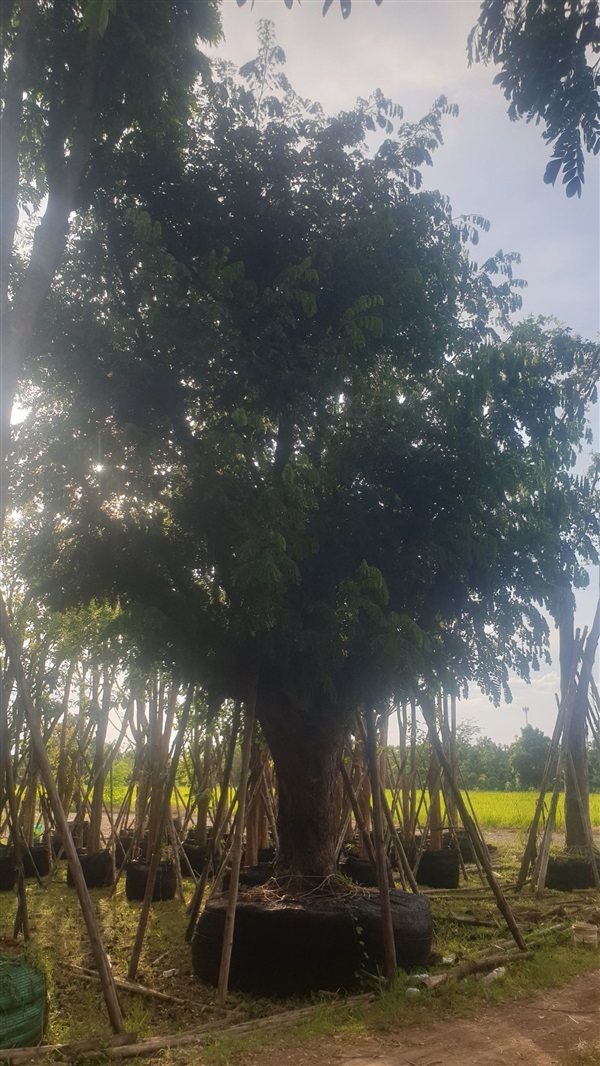 ต้นจามจุรี ขนาด 30 นิ้ว | สวนสังเวียน ไม้ล้อม -  ปทุมธานี