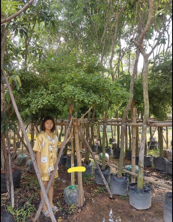ต้นล่ำซำ | สวนโชติพัฒน์ - เมืองปราจีนบุรี ปราจีนบุรี