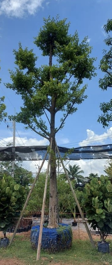 ต้นมั่งมี | สวนโชติพัฒน์ - เมืองปราจีนบุรี ปราจีนบุรี