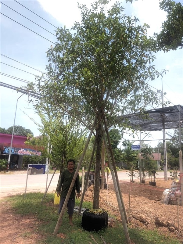 ต้นกันเกรา | สวนโชติพัฒน์ - เมืองปราจีนบุรี ปราจีนบุรี