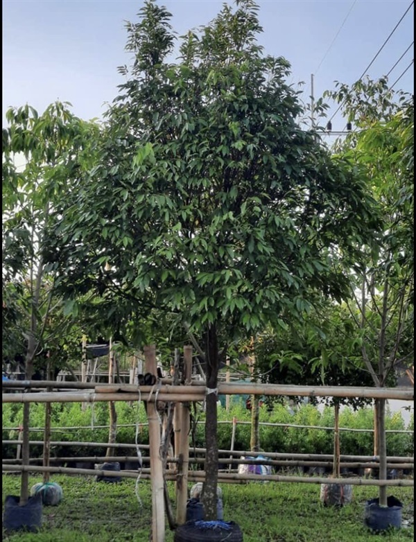 ต้นลำดวน | สวนโชติพัฒน์ - เมืองปราจีนบุรี ปราจีนบุรี