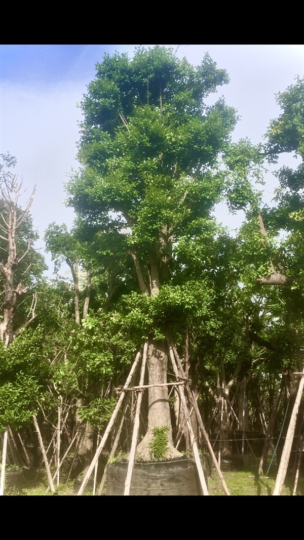 ต้นมั่งมี | สวน ทับทิม การ์เด้นท์ - แก่งคอย สระบุรี