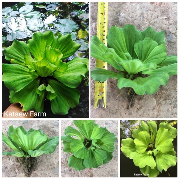 ดอกจอก จอกแหน  ประดับในอ่างเลี้ยงปลา กุ้ง อื่นๆ  