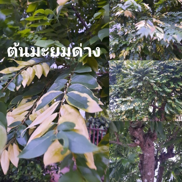 ต้นมะยมด่าง