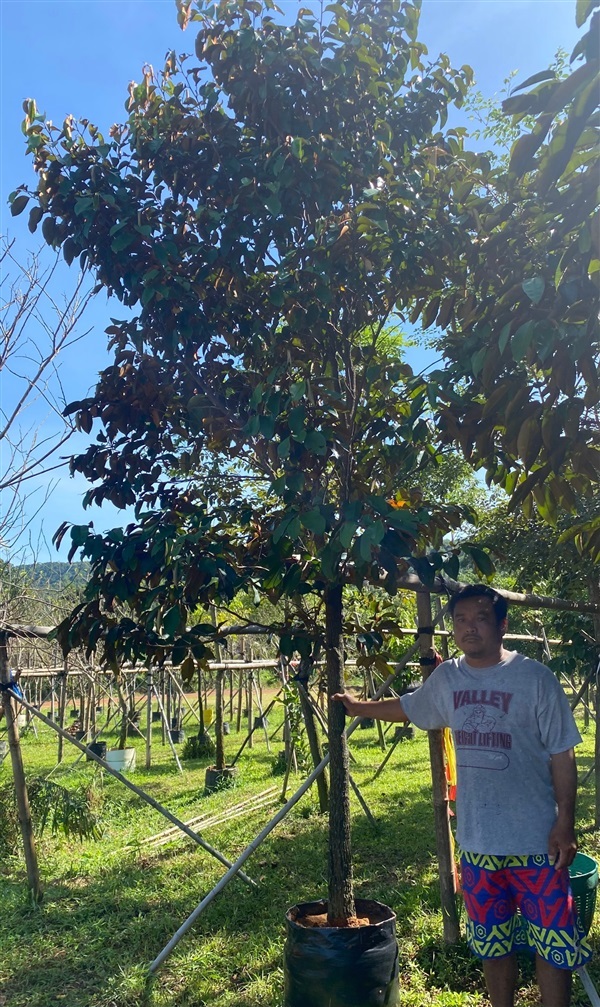 ต้นแอ็ปเปิ้ลสตาร์ | สวนโชติพัฒน์ - เมืองปราจีนบุรี ปราจีนบุรี