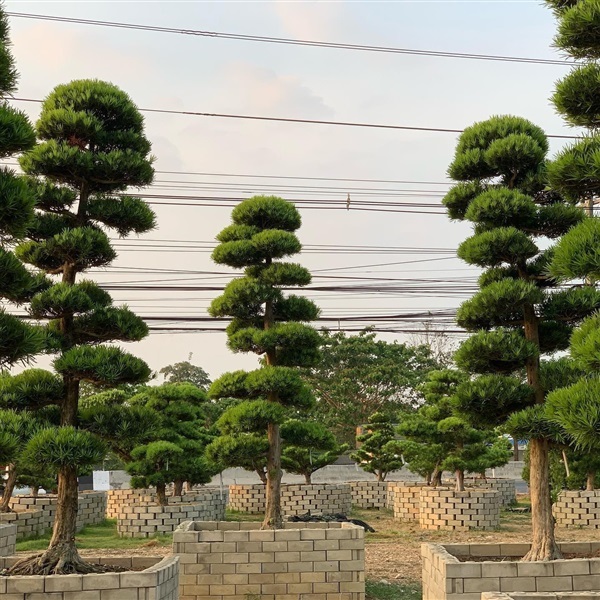 สนใบพายญี่ปุ่น | สวนพรศิริ การ์เด้น คลอง12 - ธัญบุรี ปทุมธานี