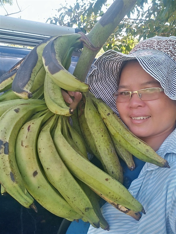 หน่อกล้วยงาช้าง | เมล็ดพันธุ์ดี เกษตรวิถีไทย - เมืองระยอง ระยอง