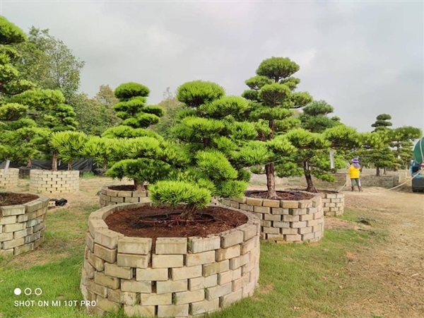 สนใบพายญี่ปุ่น | สวนพรศิริ การ์เด้น คลอง12 - ธัญบุรี ปทุมธานี