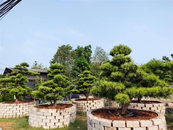 สนใบพายญี่ปุ่น | สวนพรศิริ การ์เด้น คลอง12 - ธัญบุรี ปทุมธานี