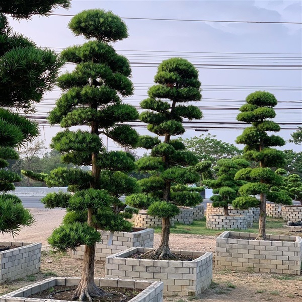 สนใบพายญี่ปุ่น | สวนพรศิริ การ์เด้น คลอง12 - ธัญบุรี ปทุมธานี