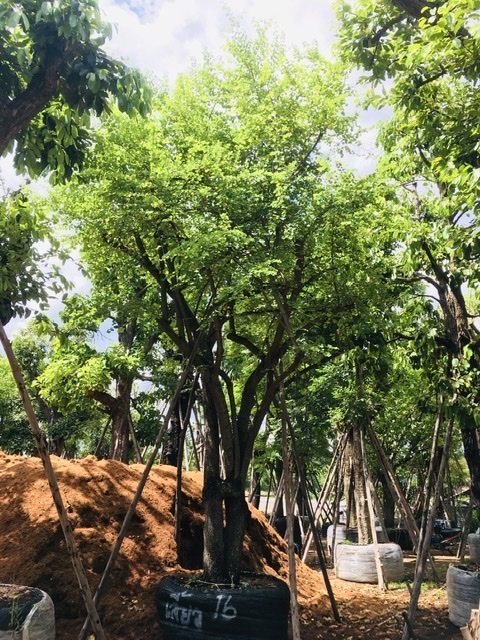 ต้นเสี้ยวป่า | สวนพี&เอ็มเจริญทรัพย์พันธ์ุไม้ - แก่งคอย สระบุรี