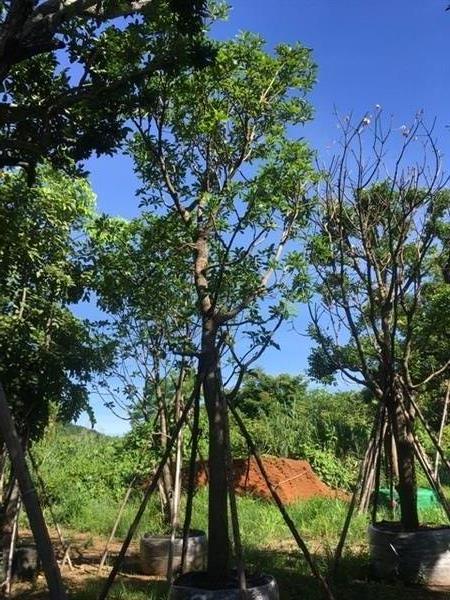 ต้นจิกน้ำ | สวนพี&เอ็มเจริญทรัพย์พันธ์ุไม้ - แก่งคอย สระบุรี