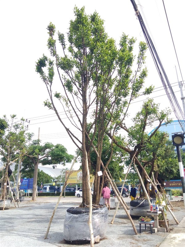 ต้นมั่งมี | มณีโชคอุดมพันธ์ไม้ - พนัสนิคม ชลบุรี