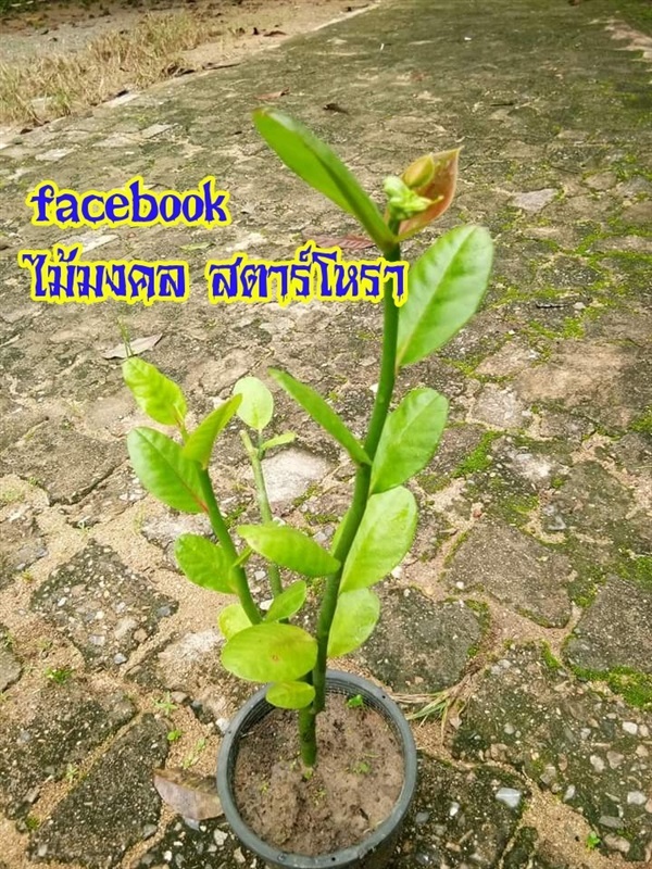 นกน้อยนำโชค | ไม้มงคล สตาร์โหรา - กระบุรี ระนอง