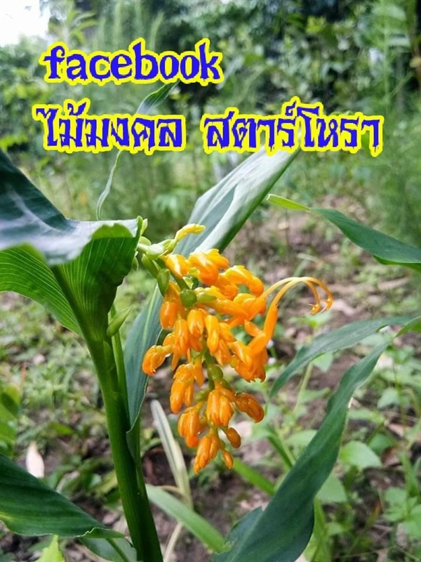 ต้นเข้าพรรษา | ไม้มงคล สตาร์โหรา - กระบุรี ระนอง