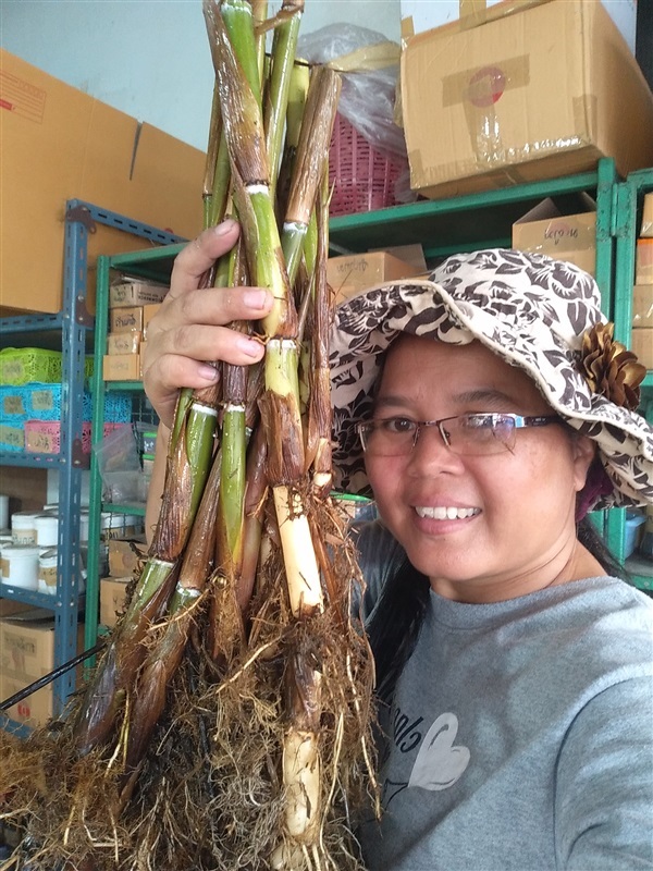 ขายพันธุ์ต้นอ้อ | เมล็ดพันธุ์ดี เกษตรวิถีไทย - เมืองระยอง ระยอง