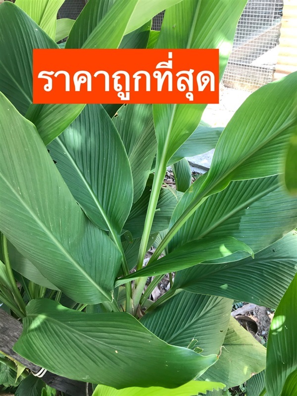 ขมิ้นขาว (ต้นพันธุ์) | นำชัย พรรณไม้ป่า+สมุนไพรหายาก - กุมภวาปี อุดรธานี