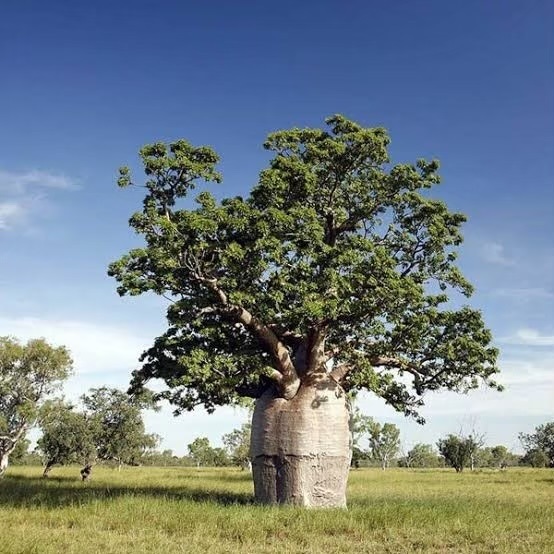 เมล็ดเบาบับเกโกริ Gregorii baobab seed | สวนลุงโจ๊ดเบาบับ8ริ้ว - เมืองฉะเชิงเทรา ฉะเชิงเทรา