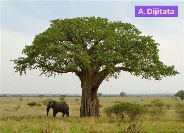 เมล็ดเบาบับดิจิทาทา Digitata baobab seed | สวนลุงโจ๊ดเบาบับ8ริ้ว - เมืองฉะเชิงเทรา ฉะเชิงเทรา
