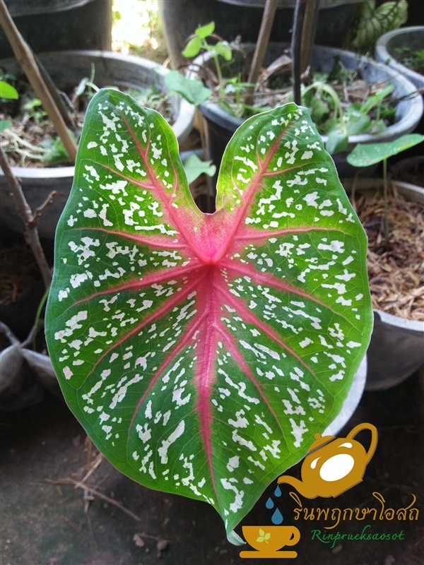 บอนสี (นกกระทา)