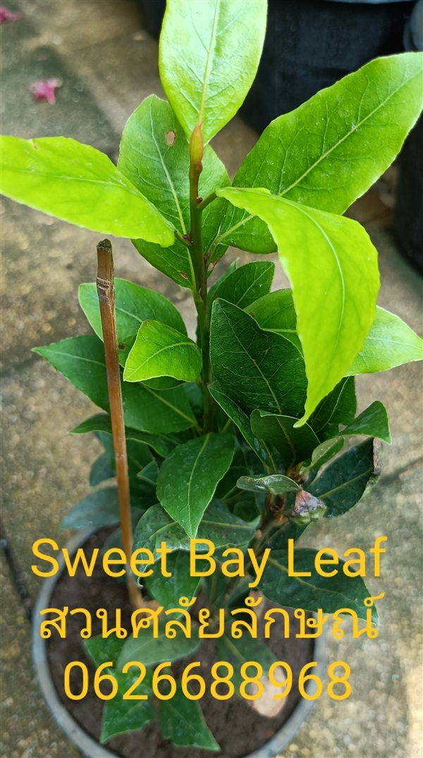 ต้นเบย์ลีฟ Sweet Bay Leaf