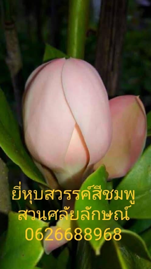 ยี่หุบสีชมพู | ร้านศลัญลักษณ์ พันธุ์ไม้ -  ปทุมธานี