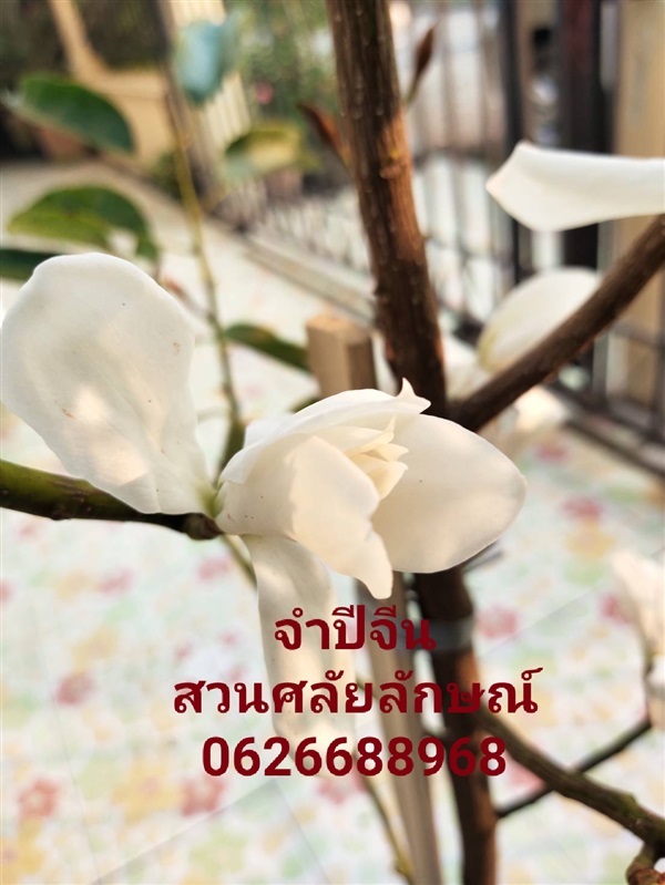 จำปีจีน