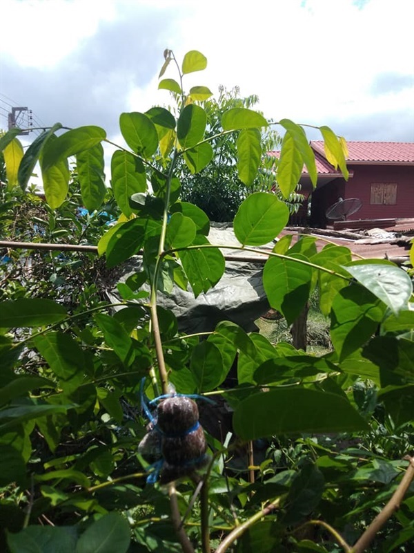 ต้นมันปู ปลูกลงถุงดำต้นละ 50 บาท  | คุณมิ้นท์ พันธุ์กล้าไม้ราชบุรี - เมืองราชบุรี ราชบุรี