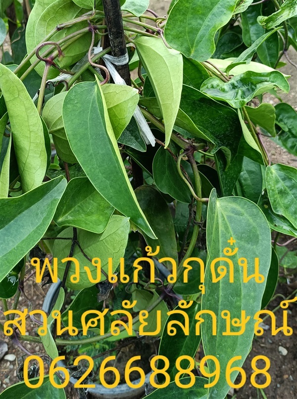 พวงแก้วกูดั่น | ร้านศลัญลักษณ์ พันธุ์ไม้ -  ปทุมธานี