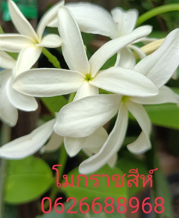 โมกราชสีห์