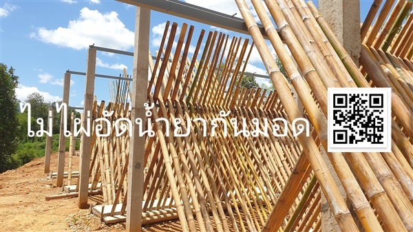 ไม้ไผ่รวกกันมอด 1.5"+ 2.0" | AsiaBAM-BOO - เมืองอุตรดิตถ์ อุตรดิตถ์