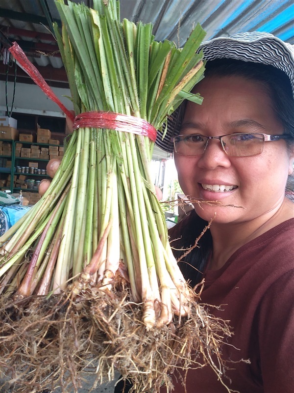 ขายต้นกล้าหญ้าหางกระรอกแดง | เมล็ดพันธุ์ดี เกษตรวิถีไทย - เมืองระยอง ระยอง