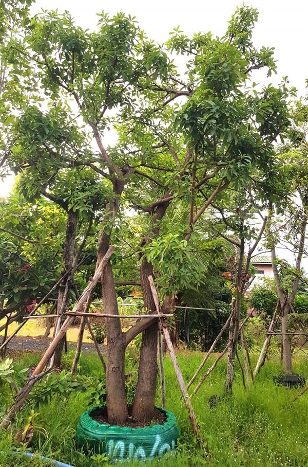 จิกน้ำ | วิมล พันธุ์ไม้ - บางมูลนาก พิจิตร