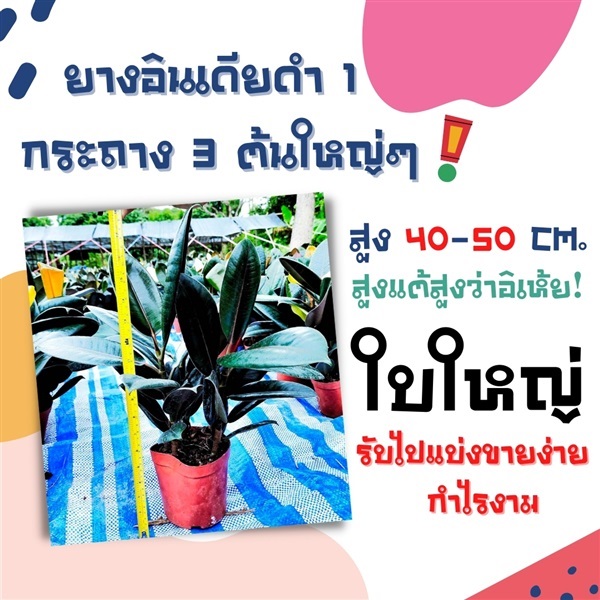 ยางอินเดียดำ 1กระถาง3ต้น ฟอร์มใหญ่มาก สูง40-50ซม.