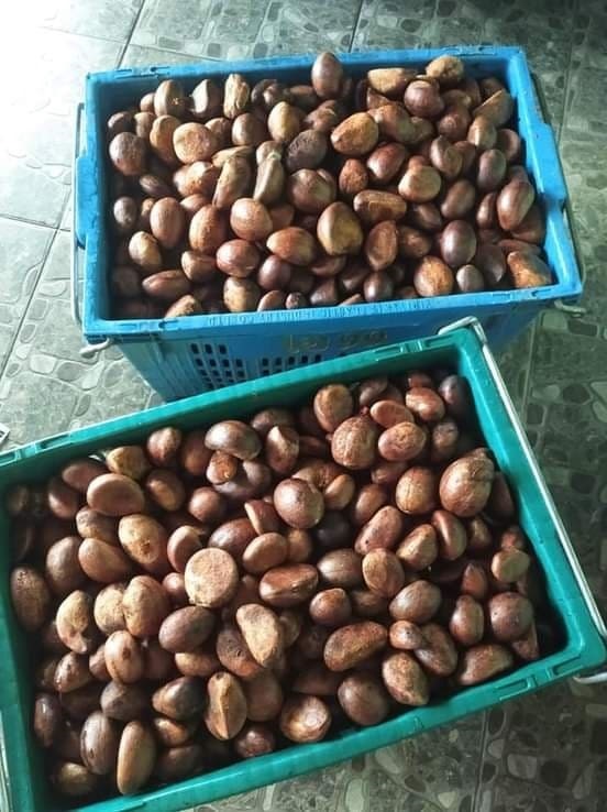 เมล็ดทุเรียนป่า(เรียนนก)