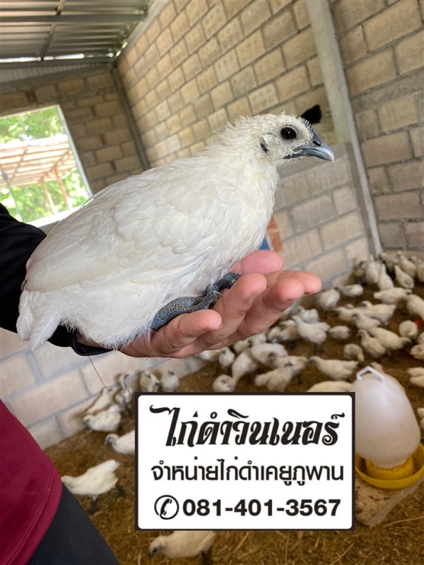 ไก่ดำเคยูภูพาน | พรหมหินอ่อน - พรานกระต่าย กำแพงเพชร