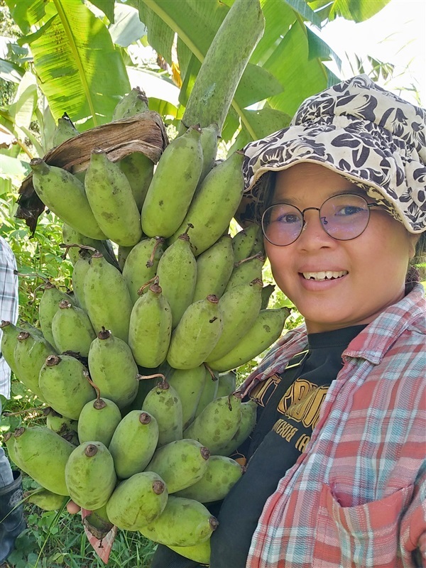 น้ำว้ามะลิอ่อง | เมล็ดพันธุ์ดี เกษตรวิถีไทย - เมืองระยอง ระยอง