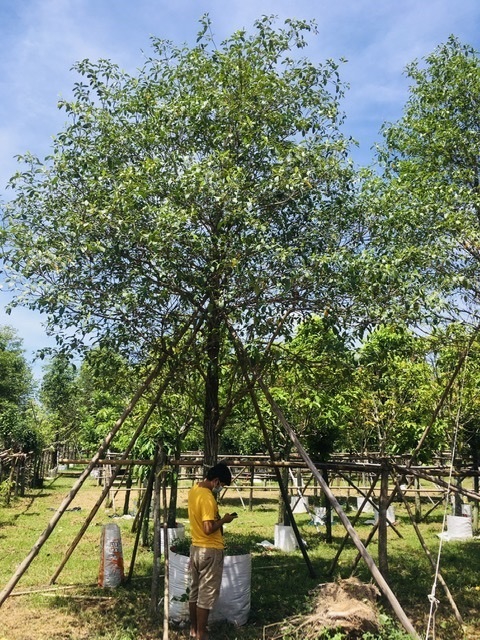 ต้นกันเกรา | สวนพี&เอ็มเจริญทรัพย์พันธ์ุไม้ - แก่งคอย สระบุรี