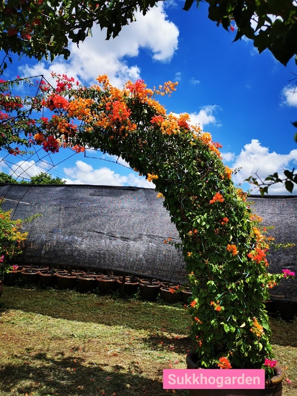 เฟื่องฟ้าดัด | สวนสุขโขไม้ดอกไม้ประดับ - ประจันตคาม ปราจีนบุรี